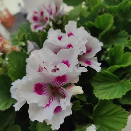 Romantic Getaway In The Heart Of * Αμάλφι