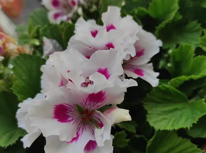 Romantic Getaway In The Heart Of * Amalfi